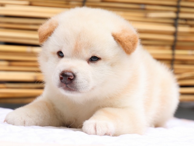 IMG_0623-shiba-puppy IMG_0623-shiba-puppy