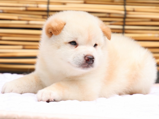 IMG_0635-shiba-puppy IMG_0635-shiba-puppy