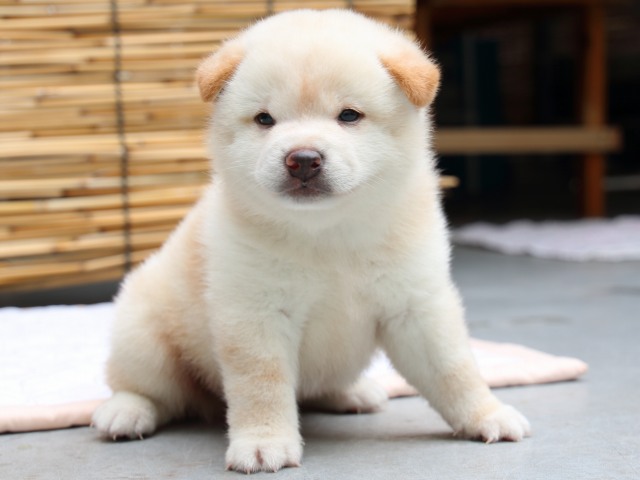 IMG_0649-shiba-puppy IMG_0649-shiba-puppy