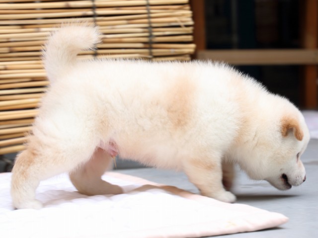 IMG_0667-shiba-puppy IMG_0667-shiba-puppy