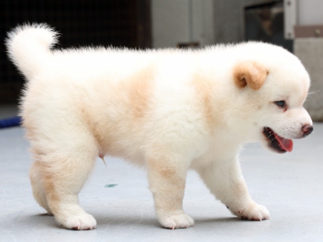 IMG_0675-shiba-puppy IMG_0675-shiba-puppy