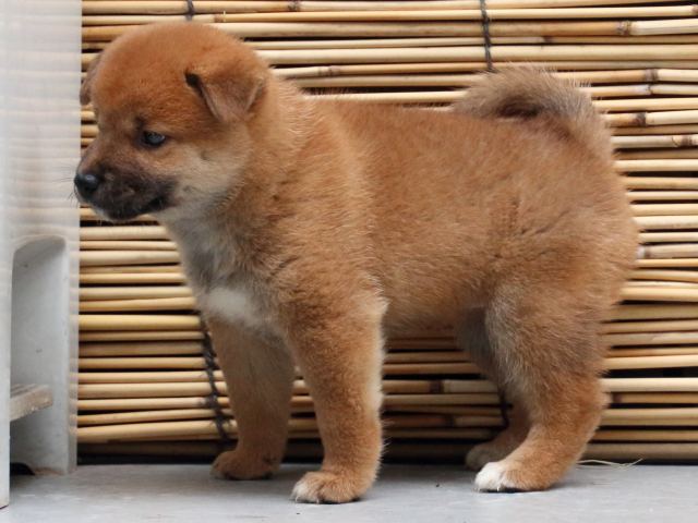 IMG_0973-shiba-puppy IMG_0973-shiba-puppy