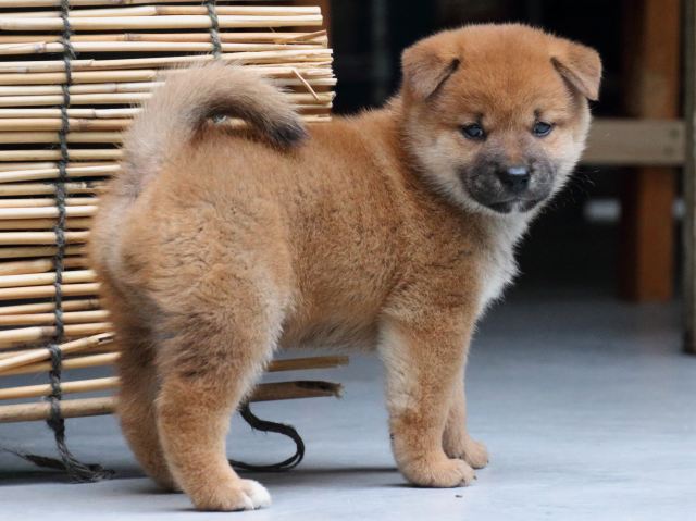 IMG_0994-shiba-puppy IMG_0994-shiba-puppy