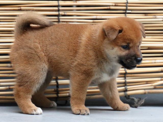 IMG_1011-shiba-puppy IMG_1011-shiba-puppy