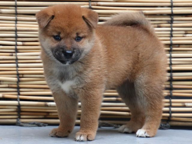 IMG_1015-shiba-puppy IMG_1015-shiba-puppy