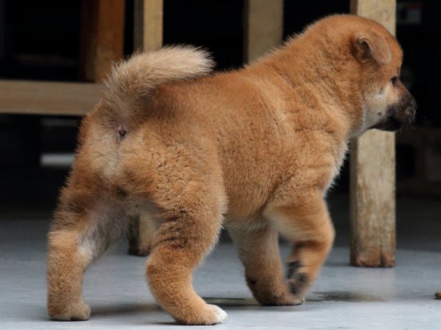 IMG_1052-shiba-puppy IMG_1052-shiba-puppy