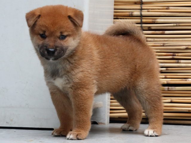 IMG_1072-shiba-puppy IMG_1072-shiba-puppy