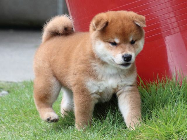 IMG_9786-shiba-puppy