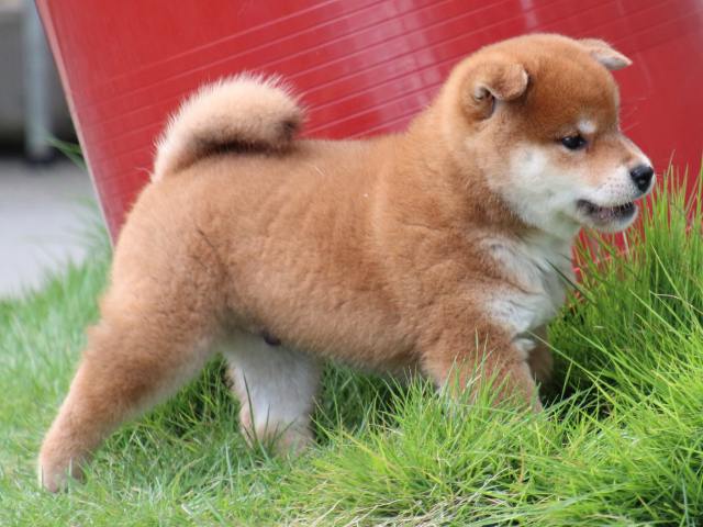 IMG_9802-shiba-puppy