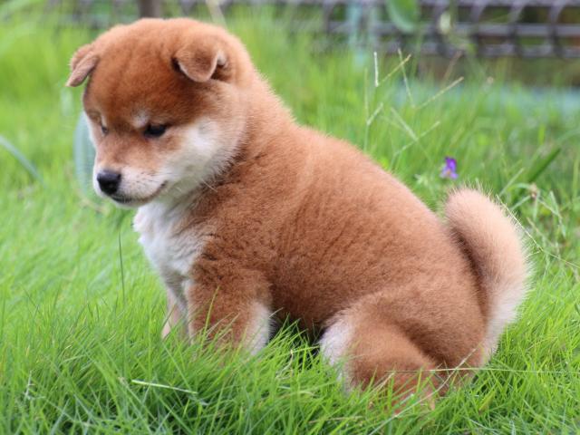 IMG_9823-shiba-puppy