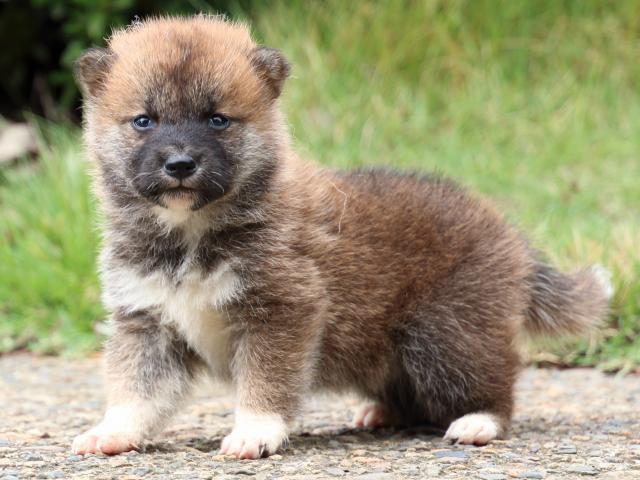 IMG_9898-shiba-puppy IMG_9898-shiba-puppy