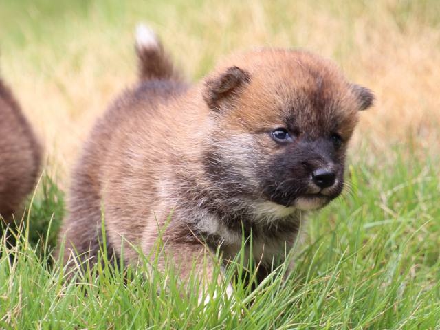 IMG_9939-shiba-puppy IMG_9939-shiba-puppy