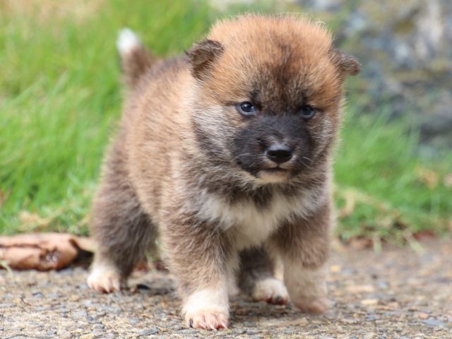 IMG_9943-shiba-puppy IMG_9943-shiba-puppy