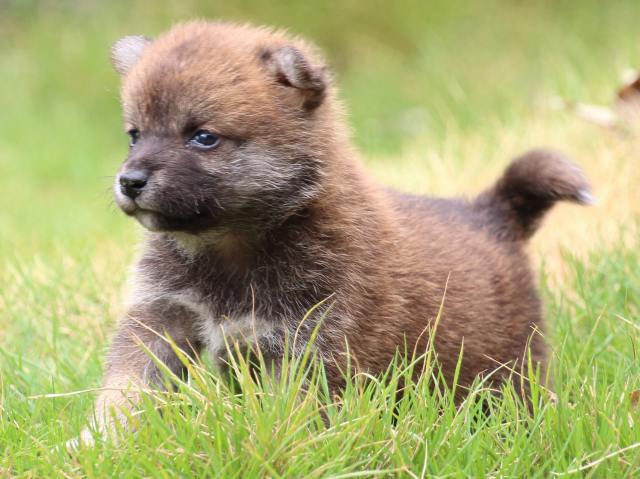 IMG_9954-shiba-puppy IMG_9954-shiba-puppy