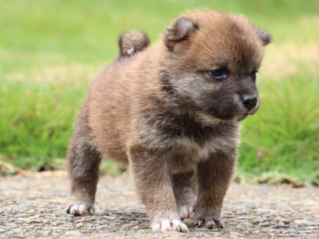 IMG_9959-shiba-puppy IMG_9959-shiba-puppy