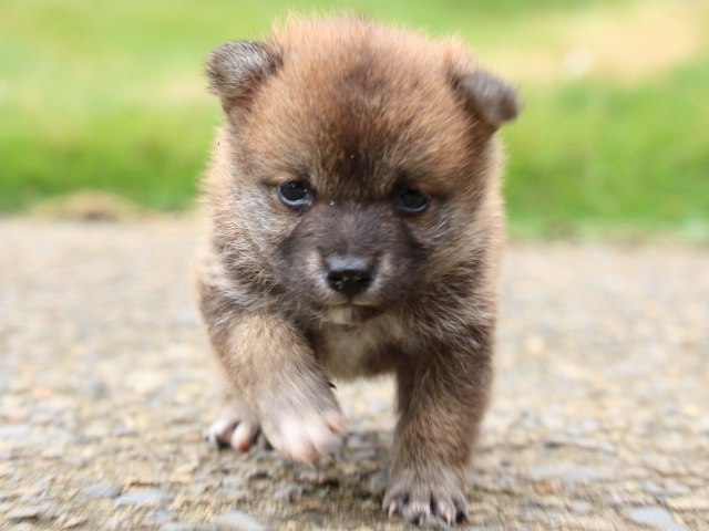 IMG_9964-shiba-puppy IMG_9964-shiba-puppy