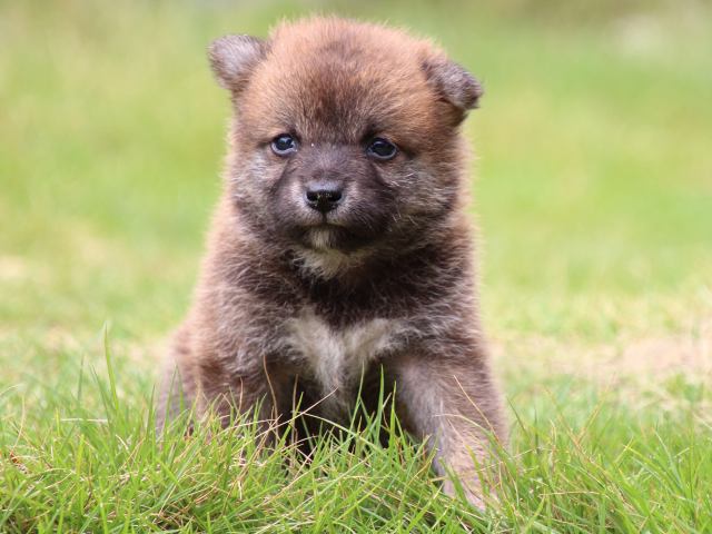 IMG_9969-shiba-puppy IMG_9969-shiba-puppy