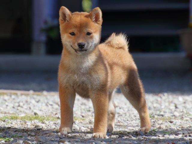 FP5A0079-puppy FP5A0079-puppy