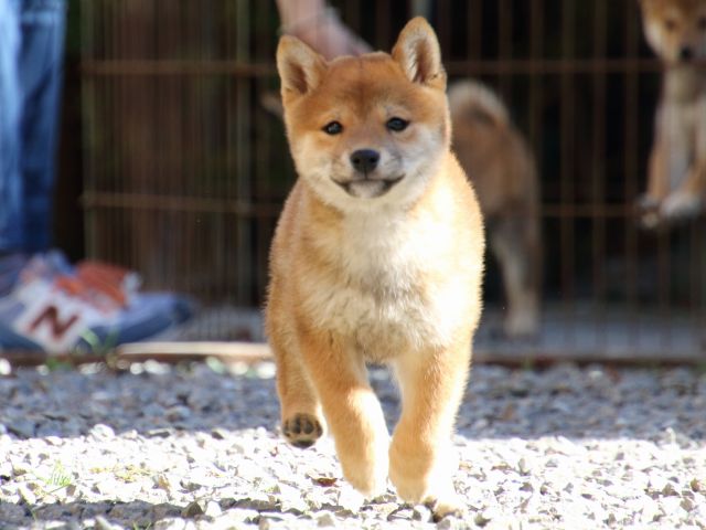 FP5A0103-puppy FP5A0103-puppy