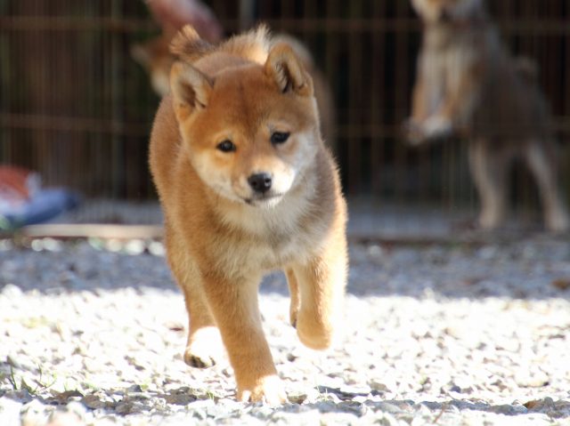 FP5A0105-puppy FP5A0105-puppy