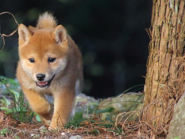 FP5A0126-puppy FP5A0126-puppy