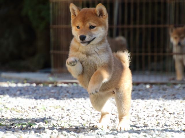 FP5A0176-puppy FP5A0176-puppy
