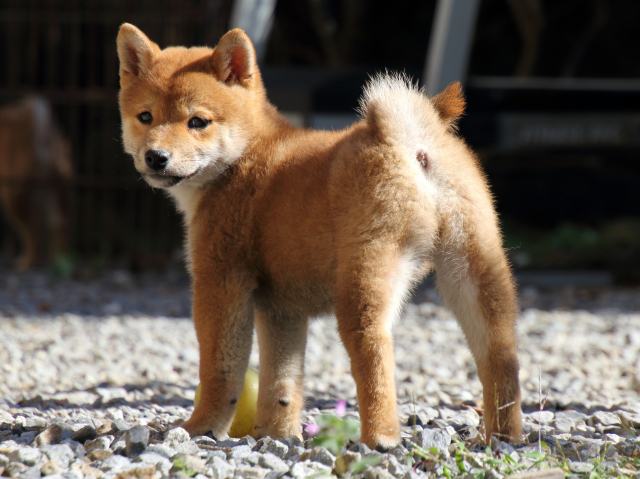 FP5A0190-puppy FP5A0190-puppy