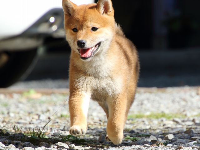FP5A0222-puppy FP5A0222-puppy