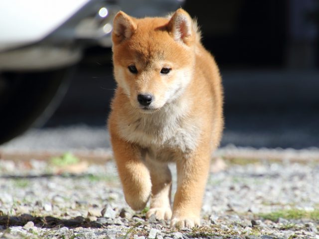 FP5A0256-puppy FP5A0256-puppy