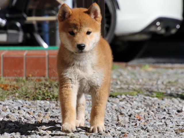 FP5A0272-puppy FP5A0272-puppy