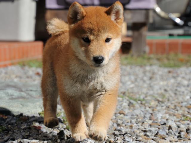 FP5A0280-puppy FP5A0280-puppy