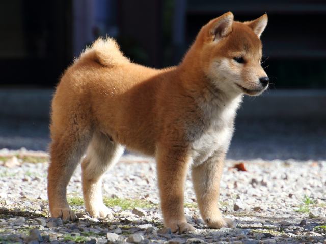 FP5A0291-puppy FP5A0291-puppy