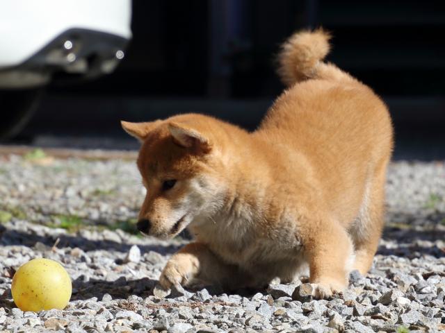 FP5A0305-puppy FP5A0305-puppy