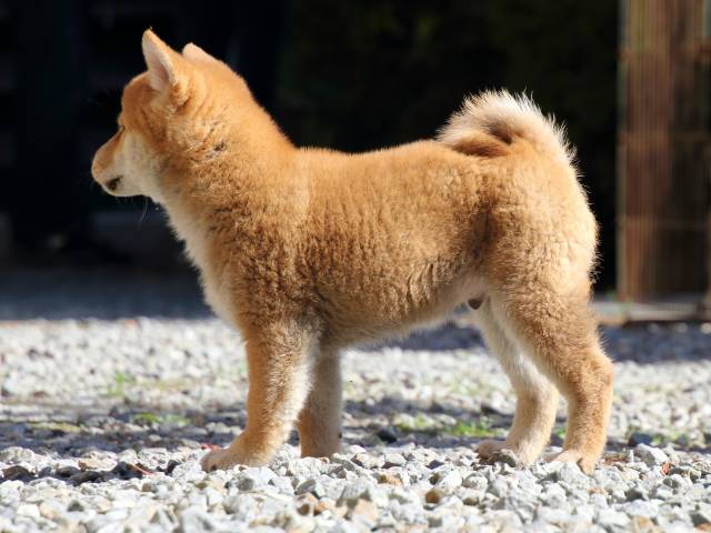 FP5A0323-puppy FP5A0323-puppy