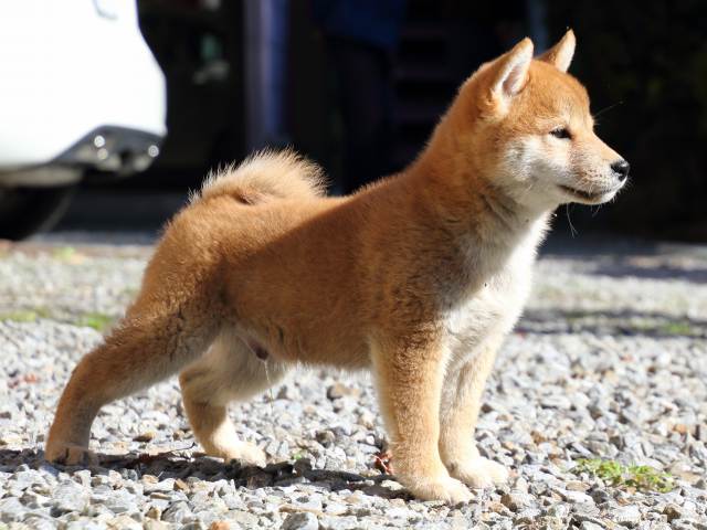 FP5A0333-puppy FP5A0333-puppy