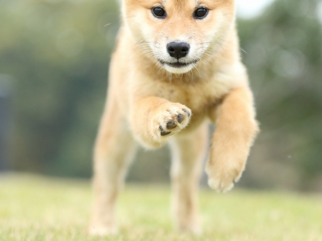 FP5A2640-puppy FP5A2640-puppy