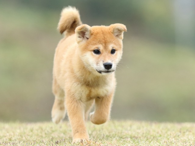 FP5A2666-puppy FP5A2666-puppy
