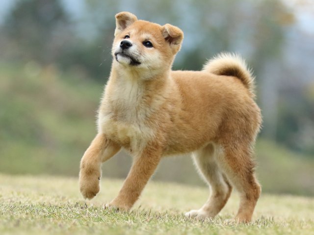 FP5A2798-puppy FP5A2798-puppy