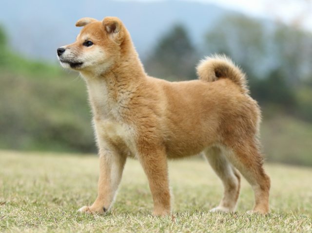 FP5A2808-puppy FP5A2808-puppy