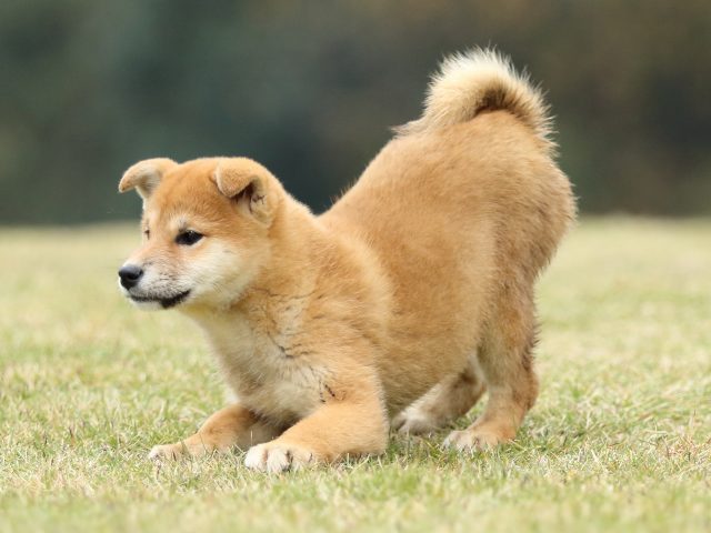 FP5A2852-puppy FP5A2852-puppy