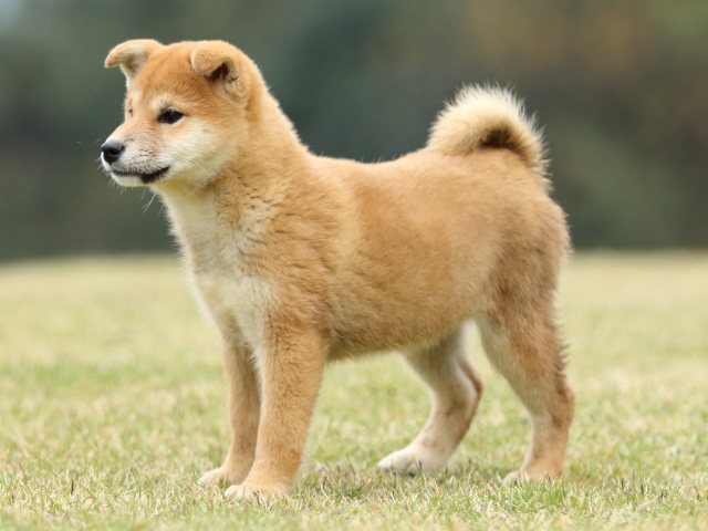 FP5A2855-puppy FP5A2855-puppy