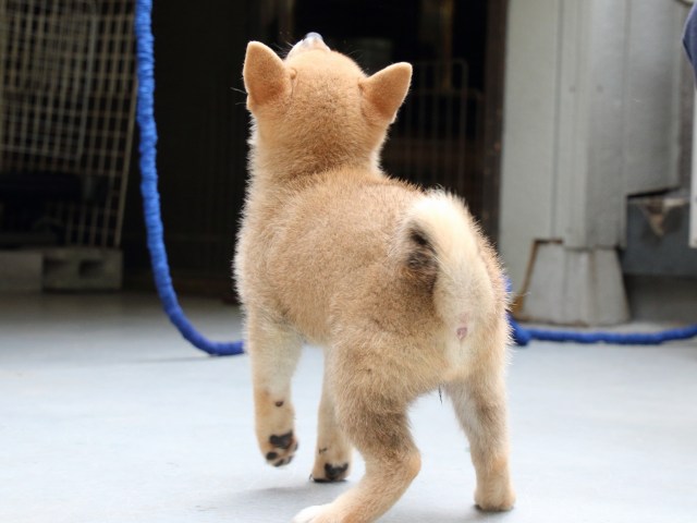 IMG_0781-shiba-puppy