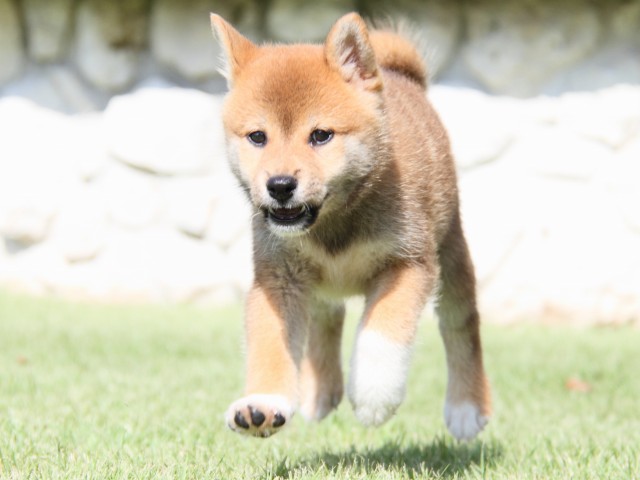 IMG_0951-shiba-puppy