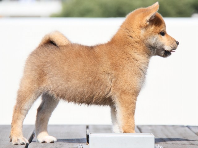 IMG_1032-shiba-puppy