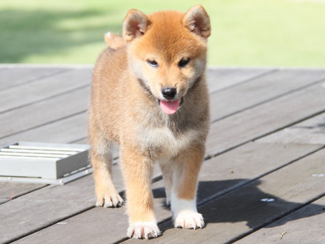IMG_1050-shiba-puppy