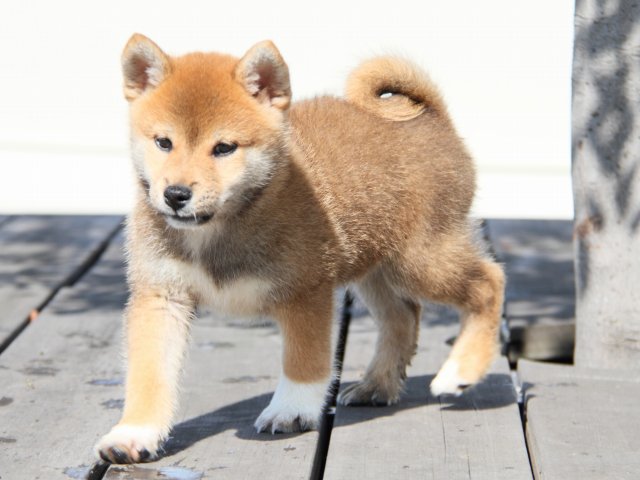 IMG_1131-shiba-puppy