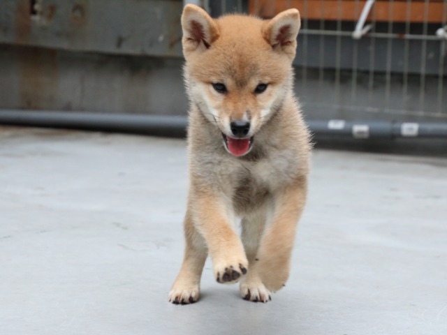 IMG_1163-shiba-puppy