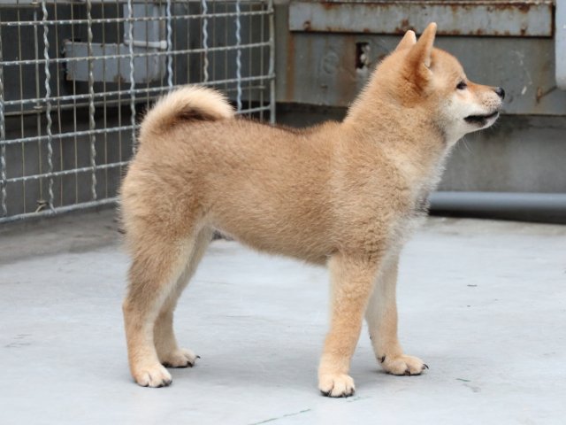 IMG_1198-shiba-puppy