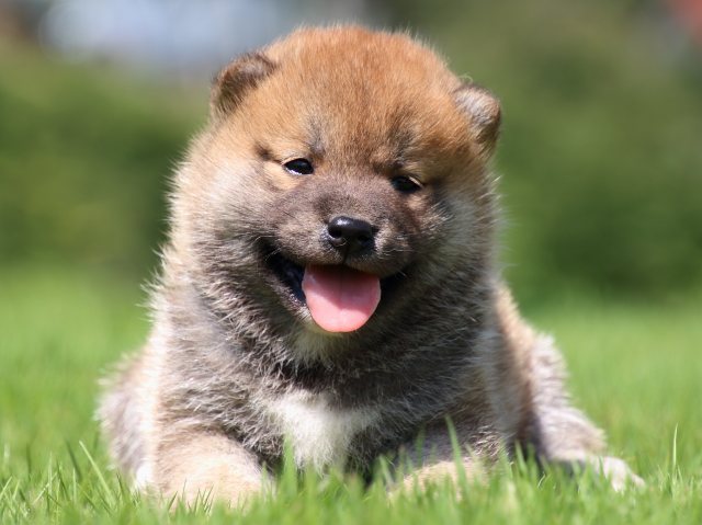 IMG_1225-shiba-puppy IMG_1225-shiba-puppy