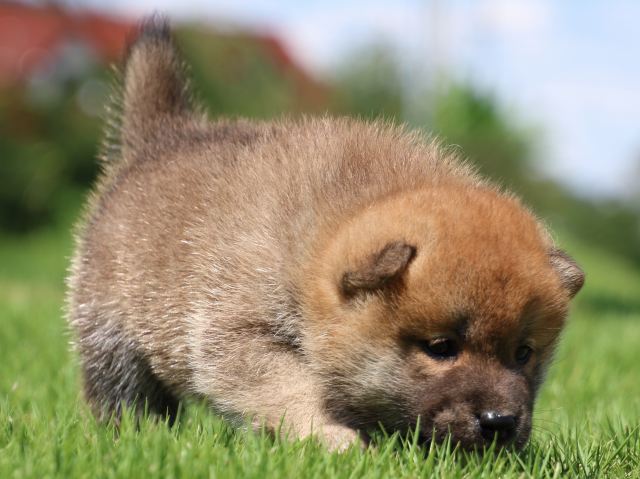 IMG_1232-shiba-puppy IMG_1232-shiba-puppy